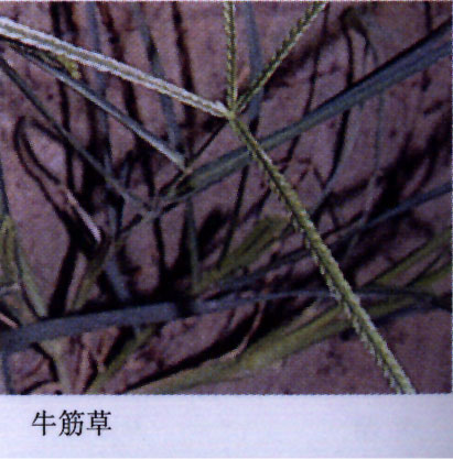 ţ